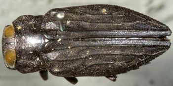 Media type: image;   Entomology 33796 Aspect: habitus dorsal view